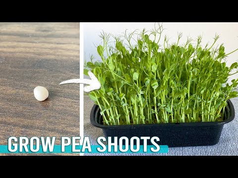 Grow Pea Shoots at Home