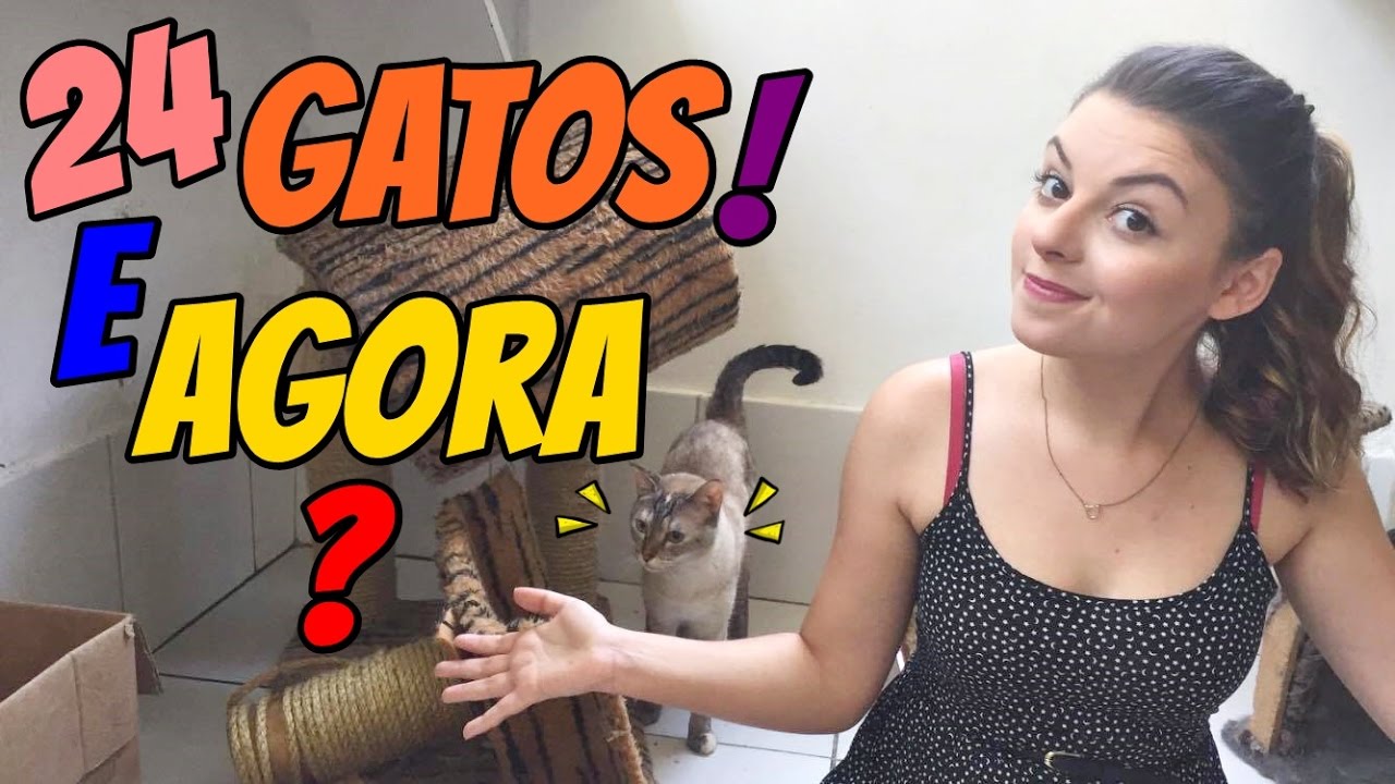 Adaptações na minha casa para ter 24 GATOS!