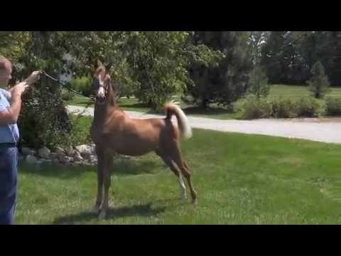 SOLD 2012 MISS WHAM I AM FILLY BY MINION MILLENNIUM