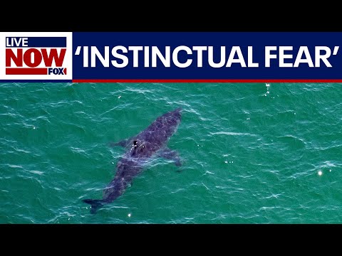 Video | Why are we so fascinated by sharks? A look into the creatures that captivate on TV for a whole week