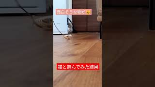 猫じゃらしに飛びつく？😺　#shorts