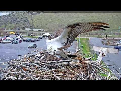 Ospreys Copulate At Hellgate Nest – Apr. 17, 2019