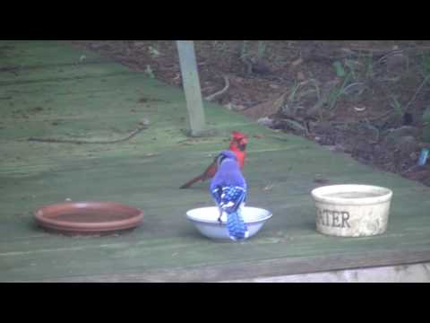 Male & Female Cardinal Dominated by Blue Jay