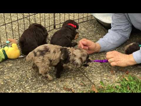 Dottie's schnoodle puppies getting their collars 10-12-17
