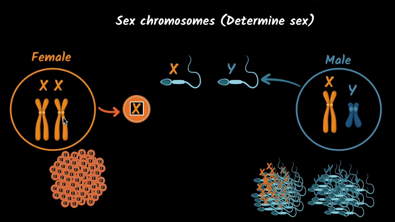 Sex determination in humans | Heredity | Biology Class 10 | Khan Academy