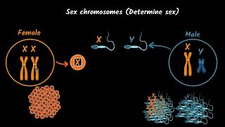 Sex determination in humans | Heredity | Biology Class 10 | Khan Academy