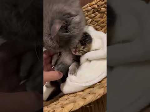 Zarolzarif || jatuh air mata tgok 😢