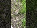 Autism Plays: Badlands Bunny #shorts #autism