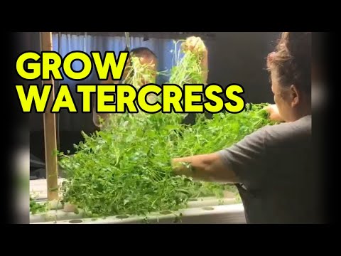 watercress GROWS WILD indoors 42 days SUPER FOOD