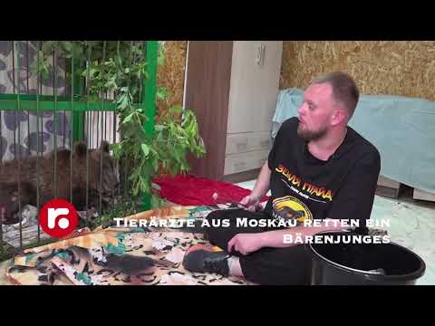 Tierärzte aus Moskau retten ein Bärenjunges