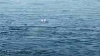 preview picture of video 'Rivière-du-Loup : observation de baleines'