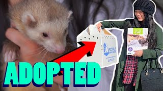 I Adopted A Ferret! (Welcome home, Noodle)