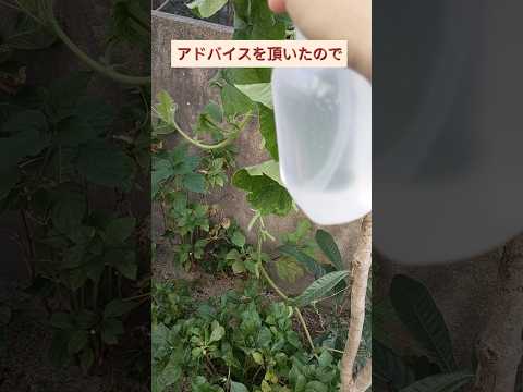 植物に重曹を使用するにはどうすればよいですか?どのような用量と頻度を守る必要がありますか?  庭園