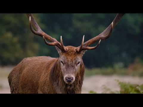 Wild in Spain | ECHOES IN THE MIST - Red Deer Rutting Season