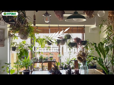 鉢植えの観賞用多年草コリウス植物レッド・トレーリング・クイーン