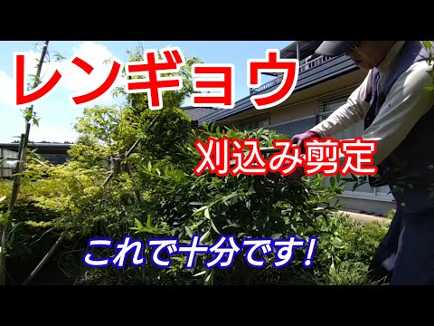 園芸 しだれレンギョウ