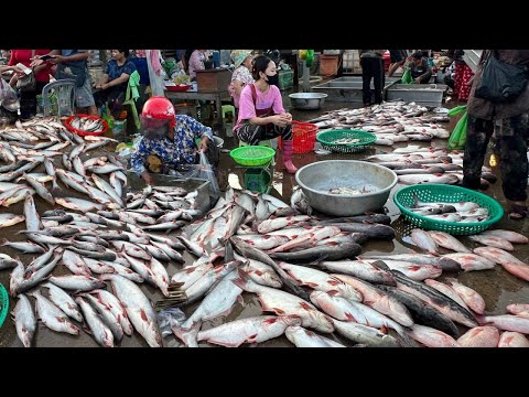 Cambodian Morning Fish Market Tours - Plenty Alive Fish, Dry Fish, Seafood & More In Fish Market