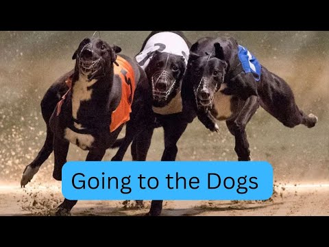 Going to the Dogs - The end of Greyhound racing