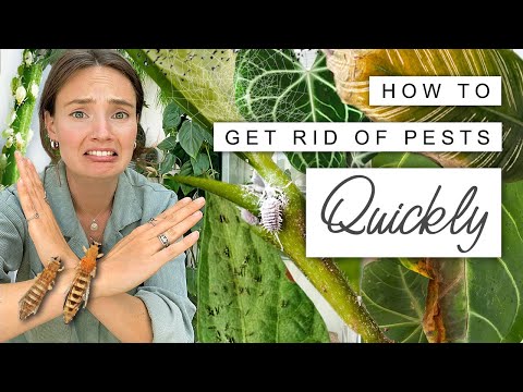 House Plant PESTS 🦟 How To Quickly and Easily GET THEM GONE 🌿