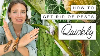 House Plant PESTS 🦟 How To Quickly and Easily GET THEM GONE 🌿