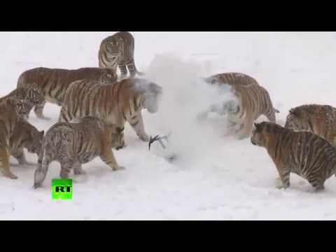 Tigers vs drone Felines go wild chasing flying prey