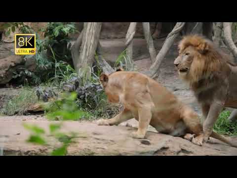 Collection illimitée de lions drôles
