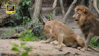 Collection illimitée de lions drôles
