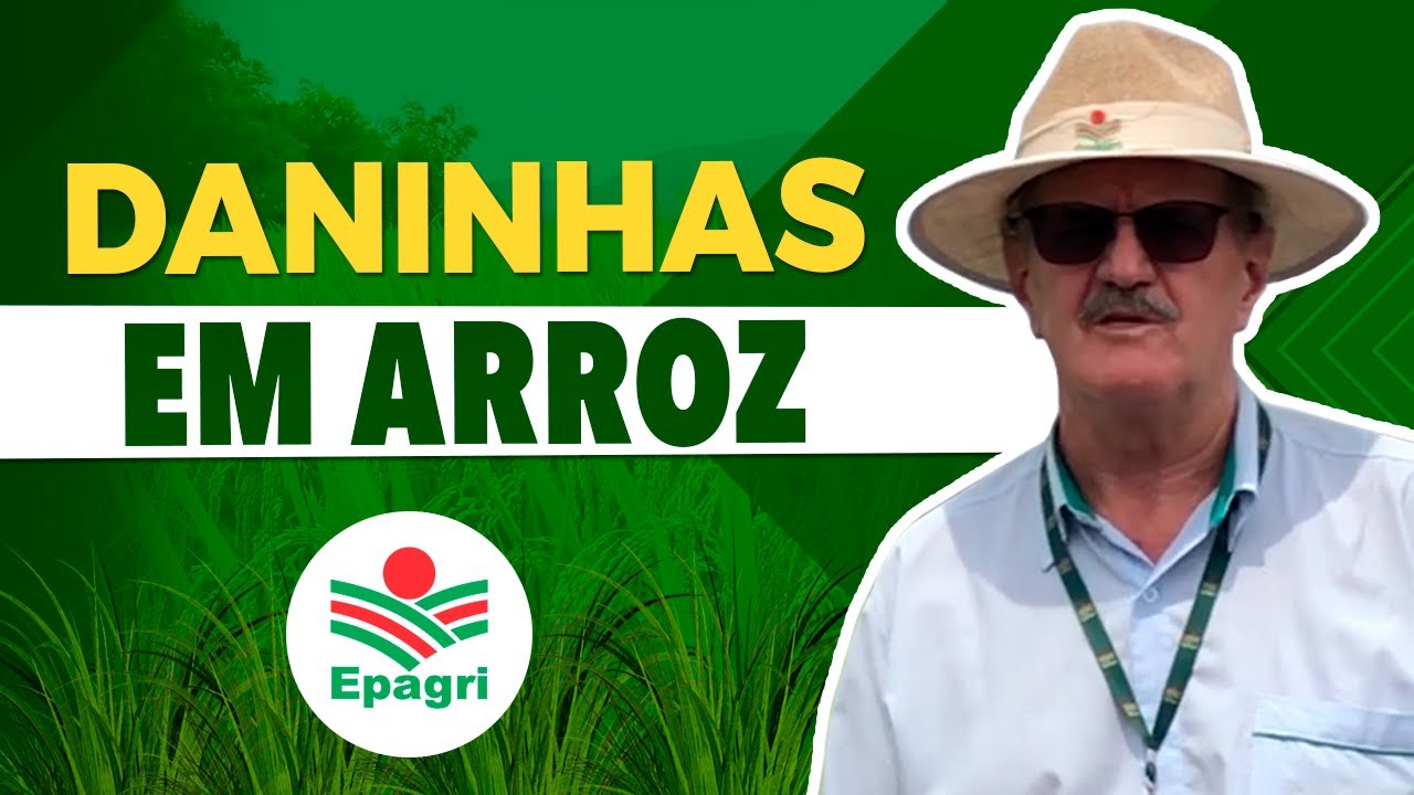 Segredos no Manejo de Plantas Daninhas em Arroz - com Dr Noldin Epagri