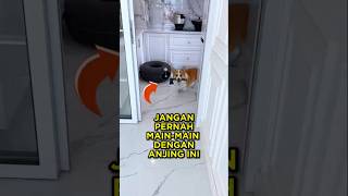 Download lagu Never Mess With This Dog 🐕🪓 #shorts #dog mp3 Download lagu Never Mess With This Dog 🐕🪓 #shorts #dog mp3