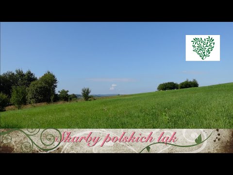 , title : 'Skarby polskich łąk - spacer po zioła I The Secret Soap Store'