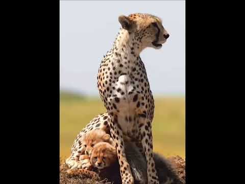 Cheetah