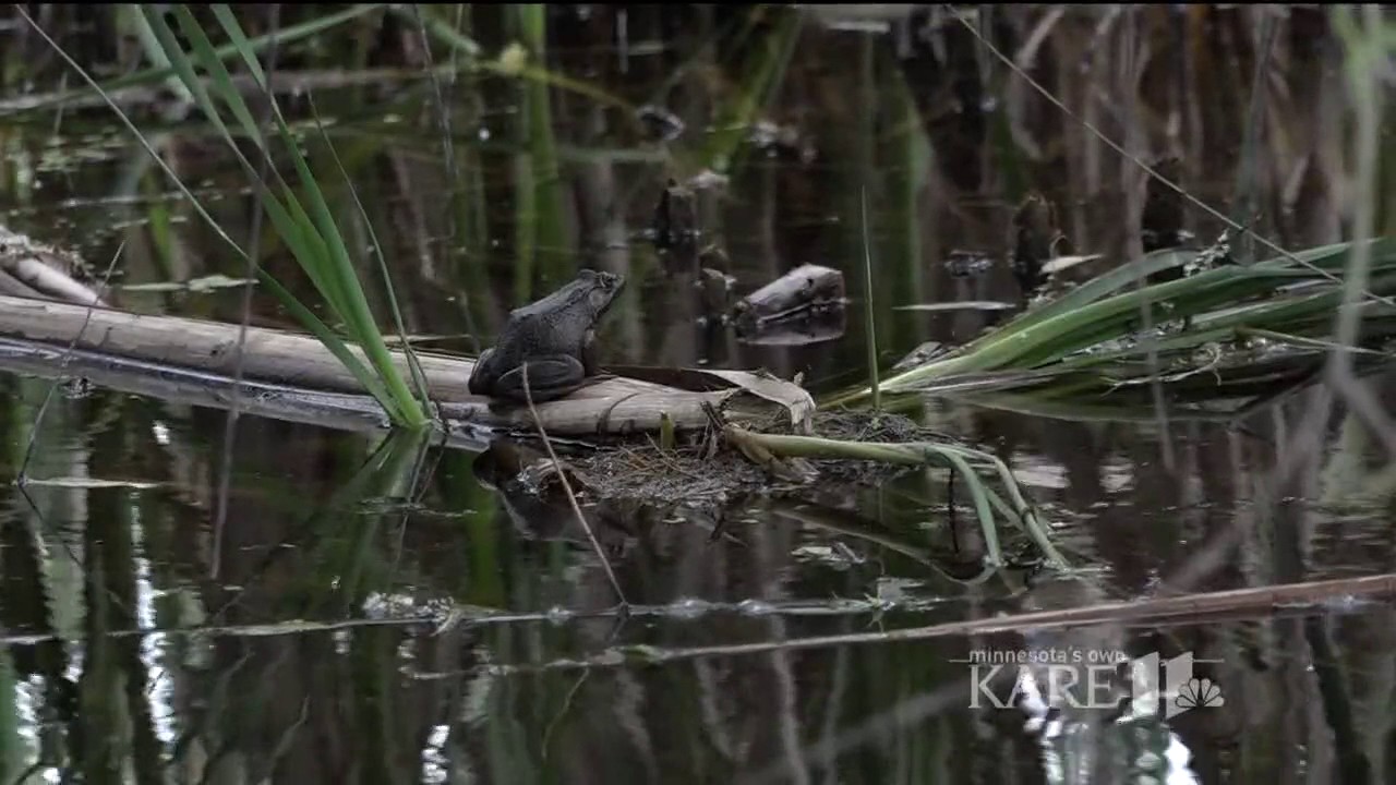 Help needed to restore Minnesota's native prairie