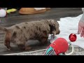 Miniature Dachshund dogs for sale: Buddy - Video 1
