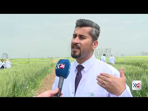 بحوث زراعية متطورة في أربيل لإنتاج محاصيل مقاومة للجفاف والآفات 