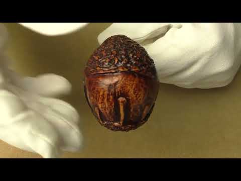 Ser Jacopo Rowlette - pipe 1670