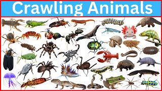 100 Amazing Crawling Creatures You Never Knew Existed!