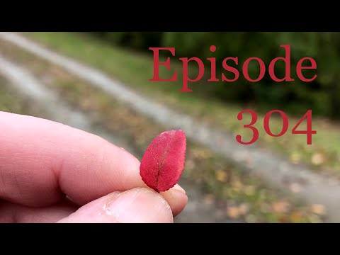 Episode 304: Dentists, Cats, Papaws, November