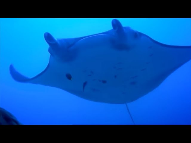 Diving with GIANT Manta Rays | Pacific Abyss | BBC Earth