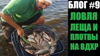 Фидер с квициния густера летом