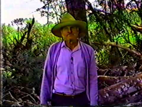 A dança das sementes