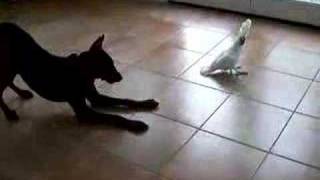 A Doberman and a Cockatoo