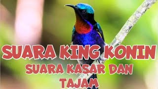 Download lagu MASTERAN BURUNG KING KONIN SUARA RAPAT DAN JERNIH | MASTERAN KONIN, MURAI, KACER mp3