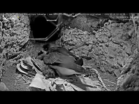 20.02.28 Live Endangered Bermuda Cahows - 黑嚕嚕的小雞出來啦~ Congratulations chick hatched💕💕💕