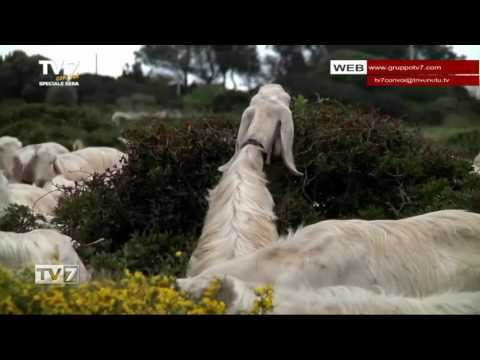 Tv7 con Voi sera del 31/1/2017 - Per un' agricoltura più responsabile (4 di 7)