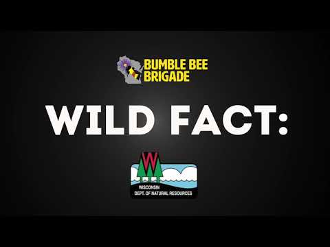 Wild Fact #1 - Bumble Bees nest above and below ground - WI DNR promo for the Bumble Bee Brigade