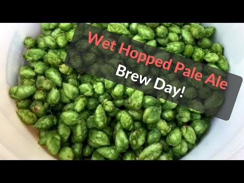 Wet Hopped Pale Ale Brew Day!