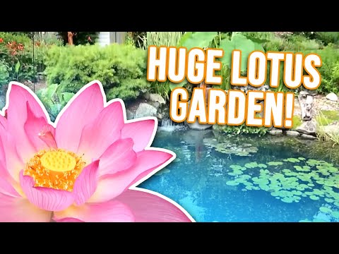 Stunning Lotus Garden with Koi *POND*