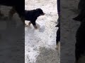 Bernese Mountain Dog dogs for sale: Magnum ❤️AKC Registration❤️Call 717-786-6987 - Video 1