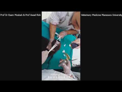 Removal Of foreign body from Cat esophagus