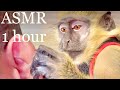 ASMR Monkey RARE Grooming Relaxing Sleep Satisfying Thabo And Ray